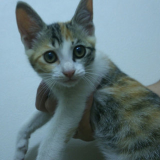 美しいおめめぱっちりの三毛ちゃん