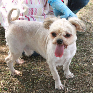 チワドル（チワワとプードルのミックス