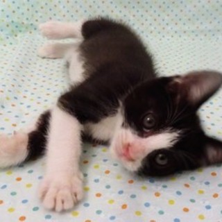 7/30池袋★ソックスくん★甘えん坊ハチワレ男子