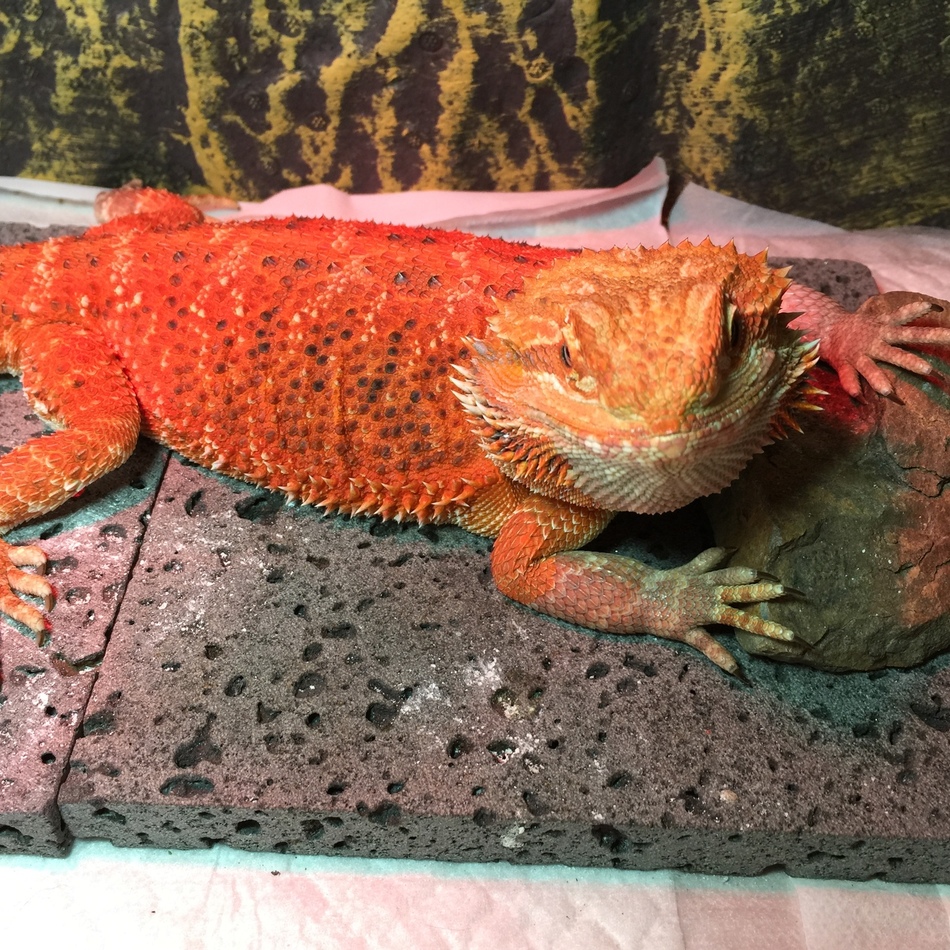 ピッくんのカバー写真