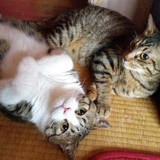 可愛がってください