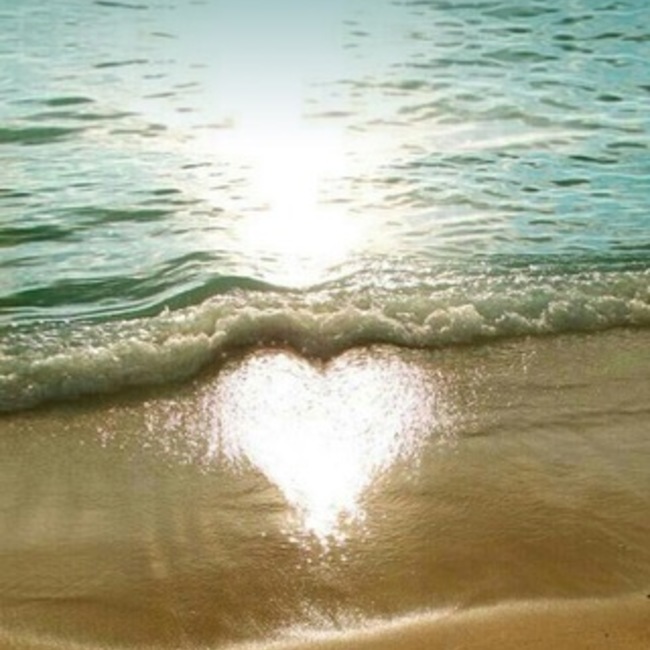 brown tabbyのカバー写真