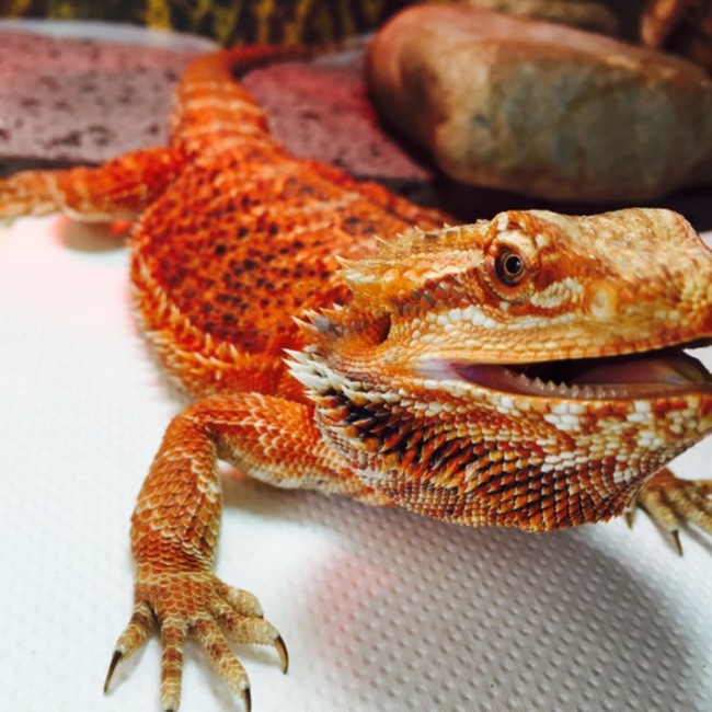 みんみきのカバー写真