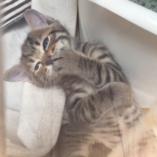 人間大好きスリスリな仔猫さんです
