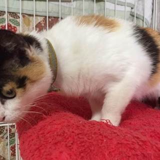 小柄で懐っこい三毛猫