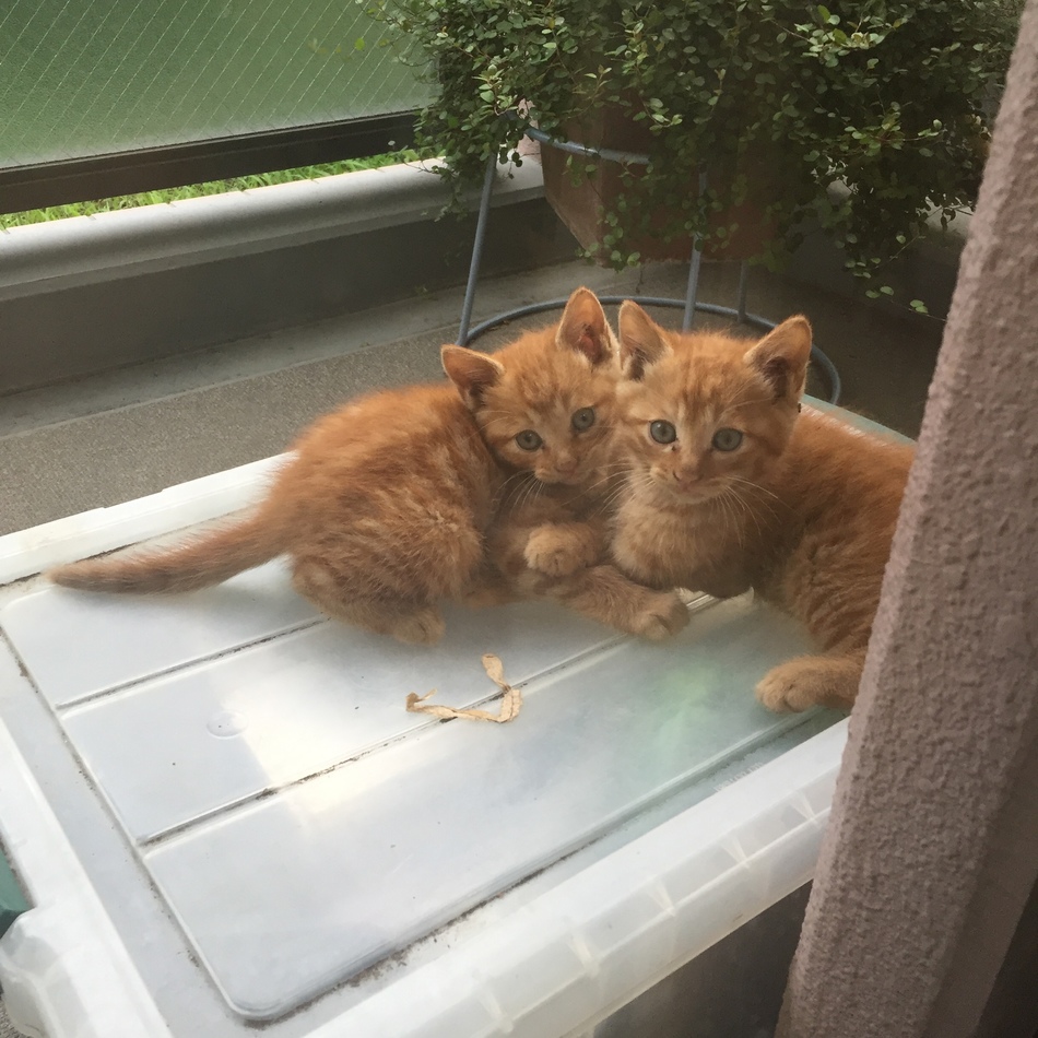 茶白仔猫さんのカバー写真