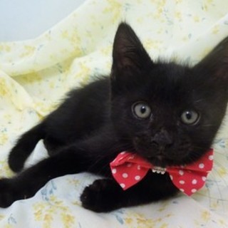 7/30池袋★クマ吉くん★小粒な目が可愛い