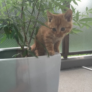 かわいい茶トラ仔ニャンコさん 