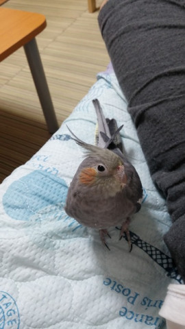 2歳のオカメインコメスです。」鹿児島県 - 鳥の里親募集(164365 ...