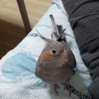 2歳のオカメインコメスです。