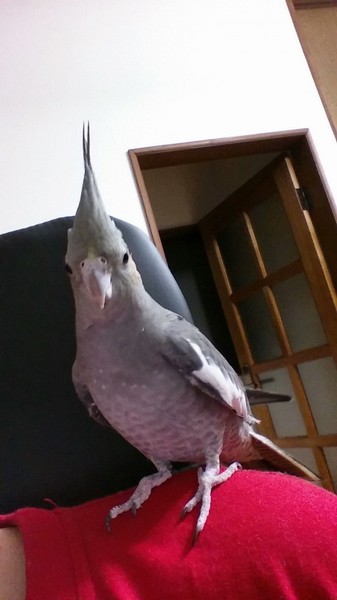 2歳のオカメインコメスです。」鹿児島県 - 鳥の里親募集(164365 ...