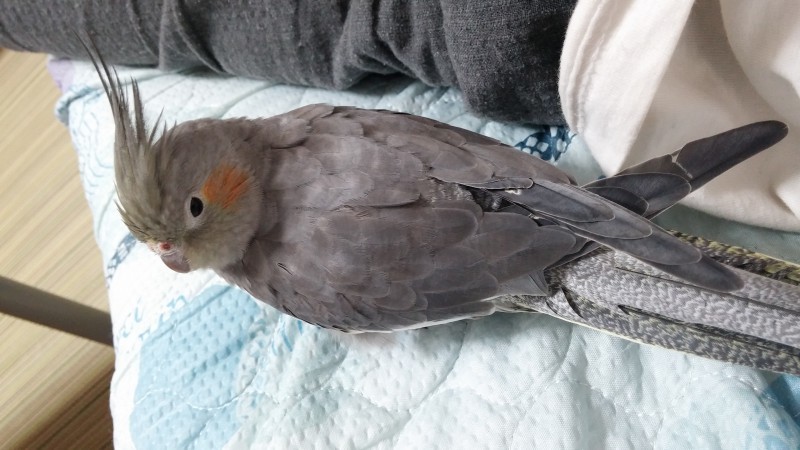 2歳のオカメインコメスです。」鹿児島県 - 鳥の里親募集(164365 ...