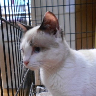 抱っこ大好きラグドール系1歳