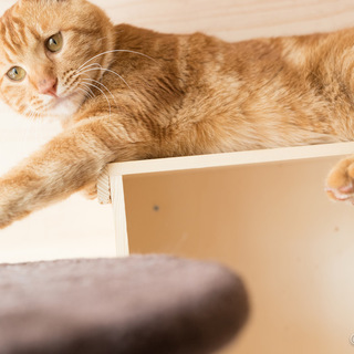 元気で懐こい　アメショーMIXの　マロニーくん