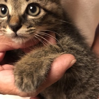 ★一時停止★4兄弟①キジトラちゃん