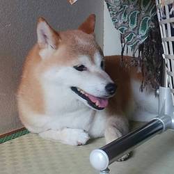 うちの仔になって半年(⌒‐⌒)