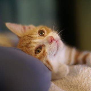 幼い命が救いの手を待っています