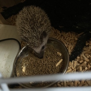 ハリネズミ♂の里親募集