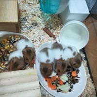 子ハムちゃんたち