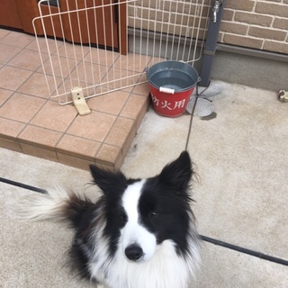 ボーダーコリー