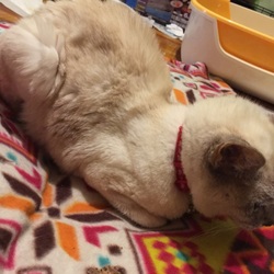 リリス食欲がないよ…