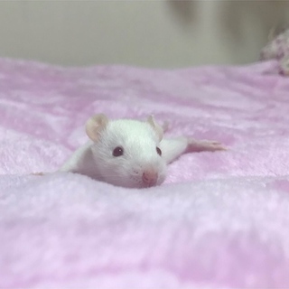 ファンシーラット ベビー