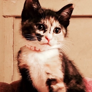 キュートな柄の三毛アナちゃん2ヶ月