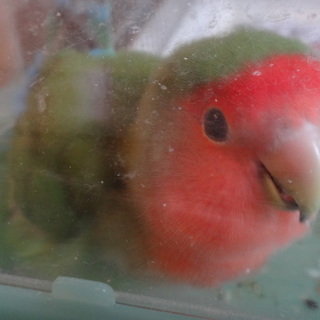 里親決定しました♡手のりコザクラインコ1才