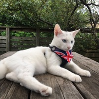 ダイキチ