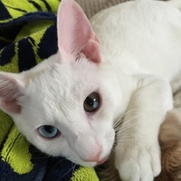 フク