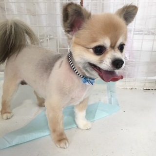 ぽっちゃりチワワ