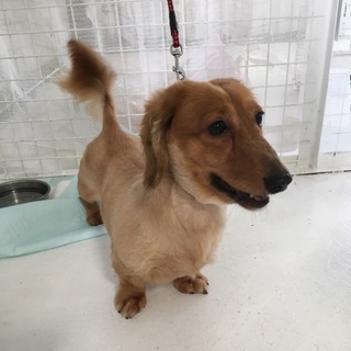 ぽっちゃりダックス