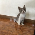 とっても人懐こい、猫懐こい男の子です♪