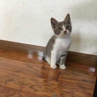 とっても人懐こい、猫懐こい男の子です♪