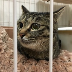 いぬ・ねこ譲渡会