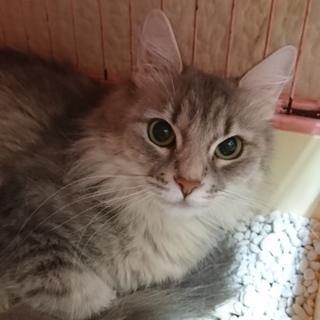 ノルウェージャンF☆あんな☆女の子3歳