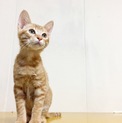 ☆茶トラのハネルくん♂☆