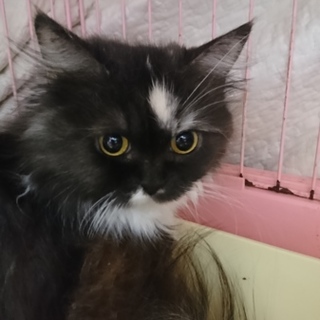 スコF☆きゃんちゃん☆女の子・立耳・３歳・長毛