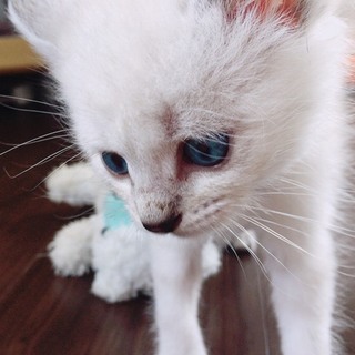前回の子猫たちの中の1匹(一旦締め切ります)