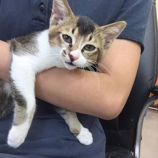 甘えん坊なキジシロちゃん