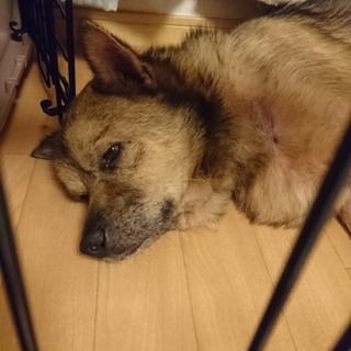 中型犬雑種きょうだいの里親さまを探しています