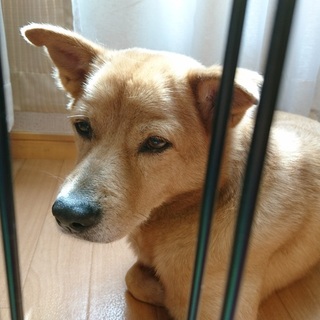中型犬雑種きょうだいの里親さまを探しています