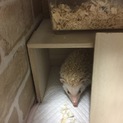 ハリネズミの里親募集です！