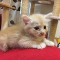 たぶん長毛子猫１ヶ月ﾒｽ