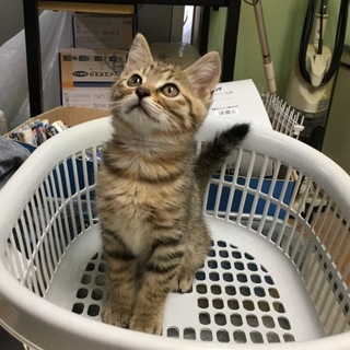 キジトラのメス