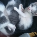生後三週間の子猫の里親募集