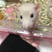 どぅどぅちゃん