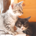 兄弟子猫の飼い主さま募集
