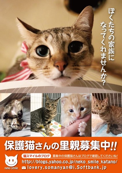 枚方 ねこの譲渡会 猫スマイルのイベント 2825 ペットのおうち 月間利用者150万人