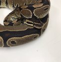 ボールパイソン　ノーマル　♀
